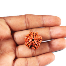 Load image into Gallery viewer, 5 Mukhi Rudraksha from Nepal - Bead No. 470
