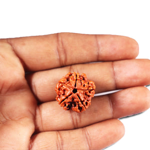 5 Mukhi Rudraksha from Nepal - Bead No. 470