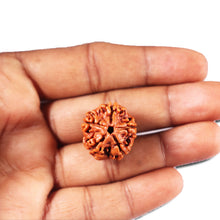 Load image into Gallery viewer, 5 Mukhi Rudraksha from Nepal - Bead No. 471
