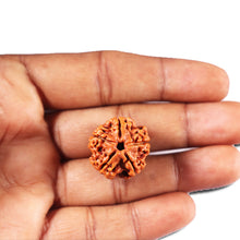 Load image into Gallery viewer, 5 Mukhi Rudraksha from Nepal - Bead No. 472
