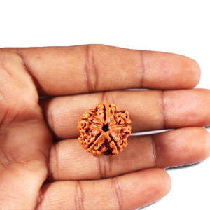 5 Mukhi Rudraksha from Nepal - Bead No. 472