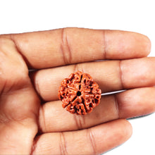 Load image into Gallery viewer, 5 Mukhi Rudraksha from Nepal - Bead No. 473
