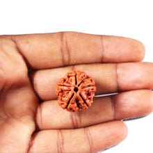 Load image into Gallery viewer, 5 Mukhi Rudraksha from Nepal - Bead No. 474
