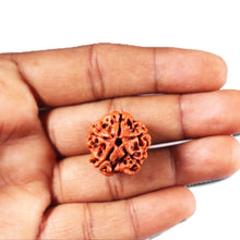 Load image into Gallery viewer, 5 Mukhi Rudraksha from Nepal - Bead No. 475
