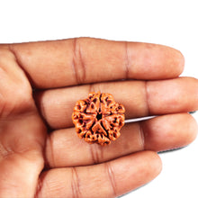 Load image into Gallery viewer, 5 Mukhi Rudraksha from Nepal - Bead No. 477
