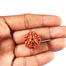 Load image into Gallery viewer, 5 Mukhi Rudraksha from Nepal - Bead No. 478
