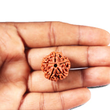 Load image into Gallery viewer, 5 Mukhi Rudraksha from Nepal - Bead No. 479
