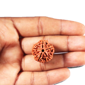 5 Mukhi Rudraksha from Nepal - Bead No. 479