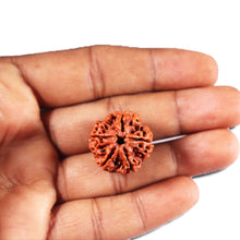 Load image into Gallery viewer, 5 Mukhi Rudraksha from Nepal - Bead No. 480
