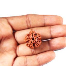 Load image into Gallery viewer, 5 Mukhi Rudraksha from Nepal - Bead No. 481
