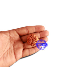 Load image into Gallery viewer, 5 Mukhi Rudraksha from Nepal - Bead No. 304
