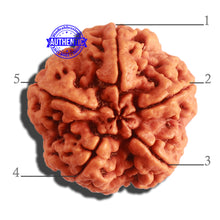 Load image into Gallery viewer, 5 Mukhi Rudraksha from Nepal - Bead No. 304
