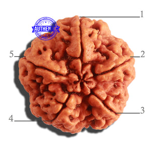 5 Mukhi Rudraksha from Nepal - Bead No. 304