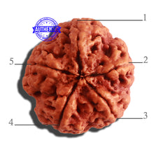 Load image into Gallery viewer, 5 Mukhi Rudraksha from Nepal - Bead No. 288
