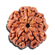 Load image into Gallery viewer, 5 Mukhi Rudraksha from Nepal - Bead No. 434
