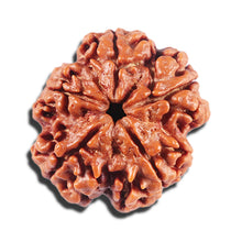 Load image into Gallery viewer, 5 Mukhi Rudraksha from Nepal - Bead No.423
