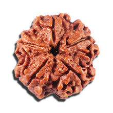 Load image into Gallery viewer, 5 Mukhi Rudraksha from Nepal - Bead No. 425
