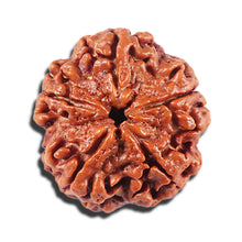 Load image into Gallery viewer, 5 Mukhi Rudraksha from Nepal - Bead No. 426
