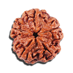 5 Mukhi Rudraksha from Nepal - Bead No. 426