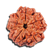 Load image into Gallery viewer, 5 Mukhi Rudraksha from Nepal - Bead No. 427
