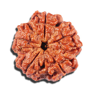 5 Mukhi Rudraksha from Nepal - Bead No. 427