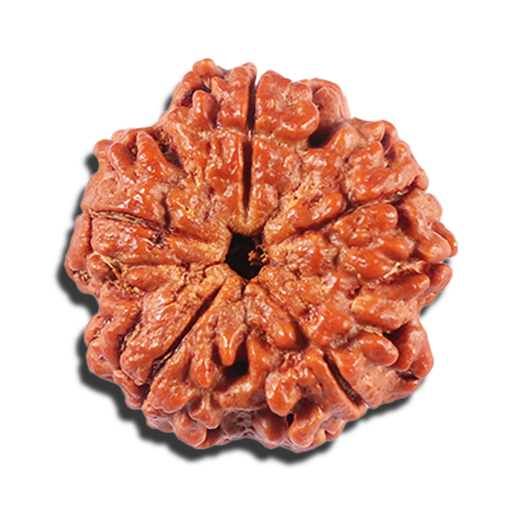 5 Mukhi Rudraksha from Nepal - Bead No. 427