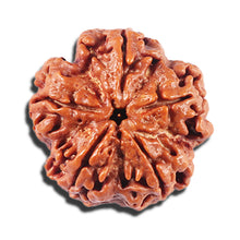 Load image into Gallery viewer, 5 Mukhi Rudraksha from Nepal - Bead No. 431
