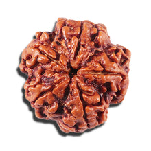 Load image into Gallery viewer, 5 Mukhi Rudraksha from Nepal - Bead No. 432
