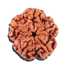 Load image into Gallery viewer, 5 Mukhi Rudraksha from Nepal - Bead No. 433
