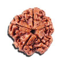 Load image into Gallery viewer, 5 Mukhi Rudraksha from Nepal - Bead No. 437
