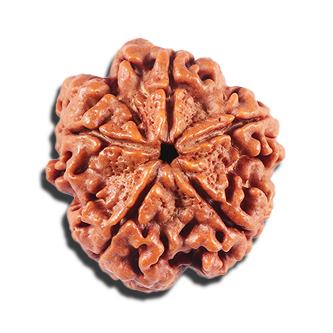 5 Mukhi Rudraksha from Nepal - Bead No. 438