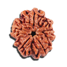 Load image into Gallery viewer, 5 Mukhi Rudraksha from Nepal - Bead No. 440
