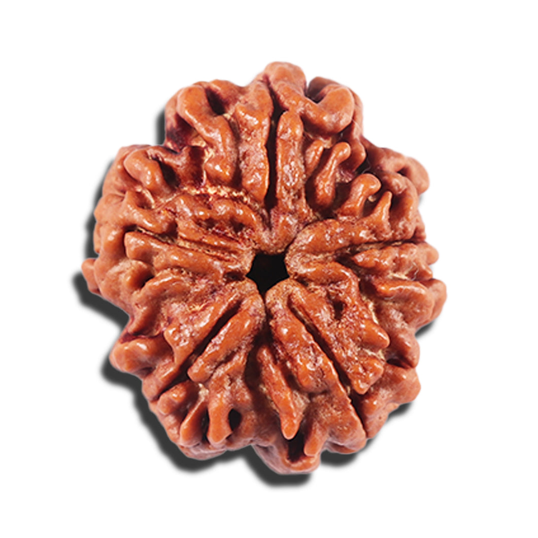 5 Mukhi Rudraksha from Nepal - Bead No. 440