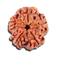 Load image into Gallery viewer, 5 Mukhi Rudraksha from Nepal - Bead No. 443
