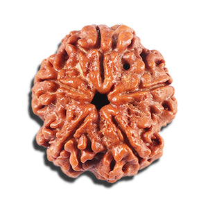 5 Mukhi Rudraksha from Nepal - Bead No. 443