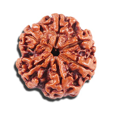 Load image into Gallery viewer, 5 Mukhi Rudraksha from Nepal - Bead No. 444
