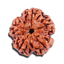 Load image into Gallery viewer, 5 Mukhi Rudraksha from Nepal - Bead No. 445
