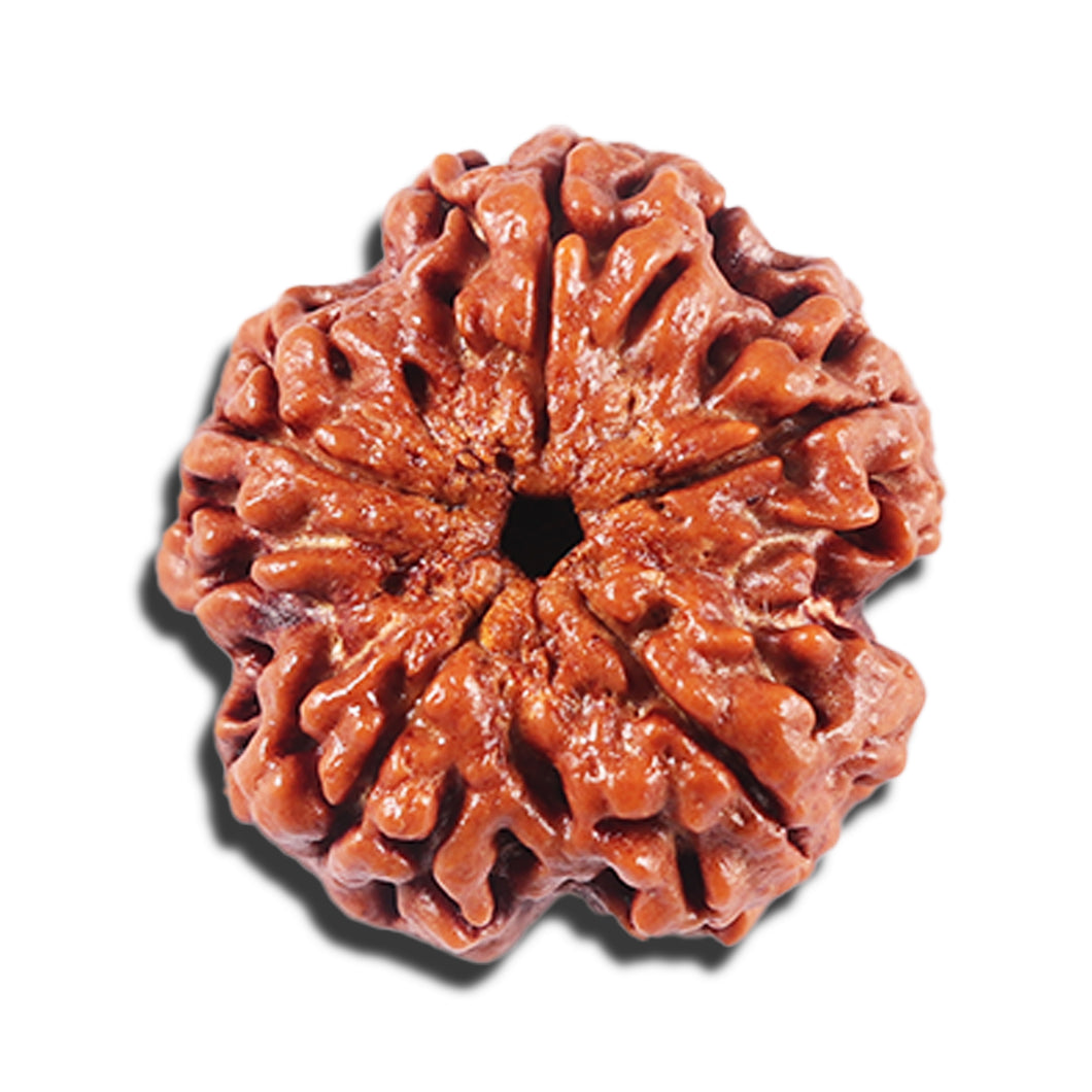 5 Mukhi Rudraksha from Nepal - Bead No. 445