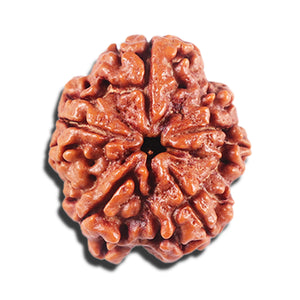 5 Mukhi Rudraksha from Nepal - Bead No. 446