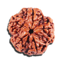 Load image into Gallery viewer, 5 Mukhi Rudraksha from Nepal - Bead No. 447
