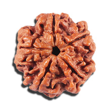 Load image into Gallery viewer, 5 Mukhi Rudraksha from Nepal - Bead No. 449
