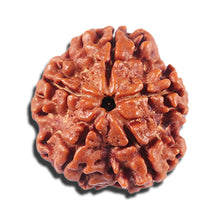 Load image into Gallery viewer, 5 Mukhi Rudraksha from Nepal - Bead No. 450
