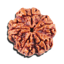 Load image into Gallery viewer, 5 Mukhi Rudraksha from Nepal - Bead No. 453
