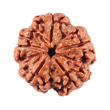 Load image into Gallery viewer, 5 Mukhi Rudraksha from Nepal - Bead No. 454
