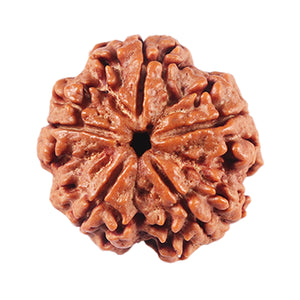 5 Mukhi Rudraksha from Nepal - Bead No. 454