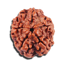 Load image into Gallery viewer, 5 Mukhi Rudraksha from Nepal - Bead No. 455
