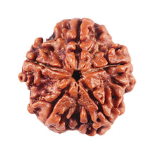 Load image into Gallery viewer, 5 Mukhi Rudraksha from Nepal - Bead No. 456
