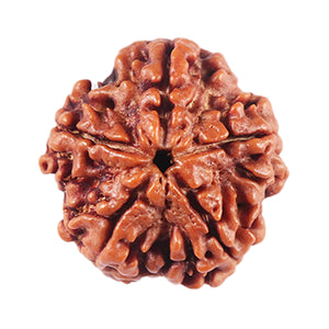 5 Mukhi Rudraksha from Nepal - Bead No. 456