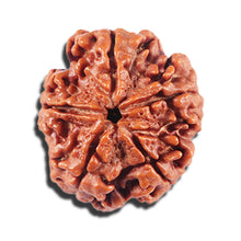 Load image into Gallery viewer, 5 Mukhi Rudraksha from Nepal - Bead No. 457
