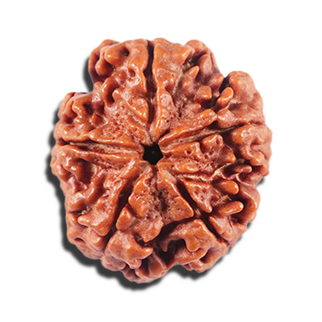 5 Mukhi Rudraksha from Nepal - Bead No. 457